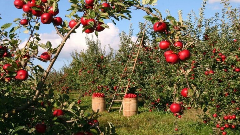 عامل مزرعة يعمل في مزرعة تفاح في كندا 2025